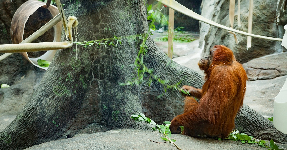 Orangutan at the Saint Louis Zoo